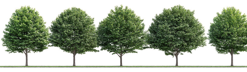 Obraz premium Row of full green deciduous trees