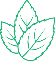 Mint Leaf Botanical Illustration for Culinary and Herbal Use © shahadat