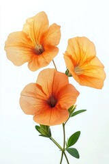 Three delicate orange flowers with visible veins and green leaves on thin stems against a bright white background, evoking softness and natural beauty