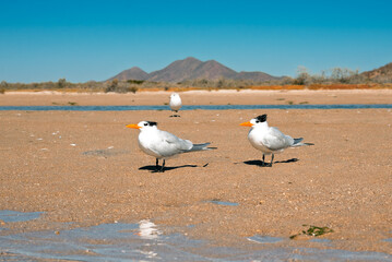 two birds standing 