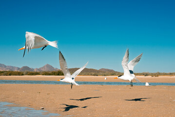 seagulls in flight