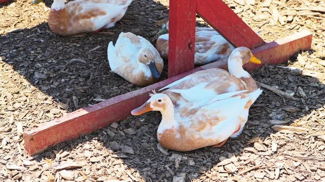 Ducks farm animals, flock of birds sitting lying outside outdoors quacking on sunny day in Virginia rural countryside closeup