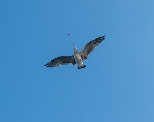 seagull flying in the sky