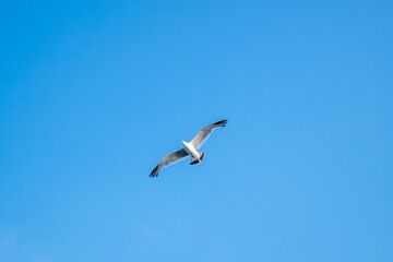 seagull flying in the sky
