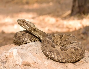 Obraz premium Snake on Rock Outdoors