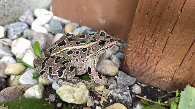 Northern leopard frog on garden stones