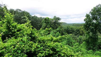 A lush green landscape in Kerala, India with full of plants and trees