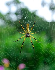 Fototapeta premium Spider on Web in Garden (1)