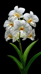 Fototapeta premium Cluster of elegant white orchids with pale yellow centers bloom against stark black backdrop, with vibrant green leaves enhancing the floral composition