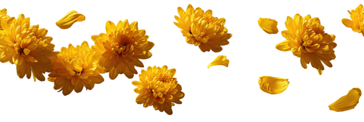 Bright yellow flowers and petals scattered against a black background.  Detailed close-up view of blossoms and falling petals