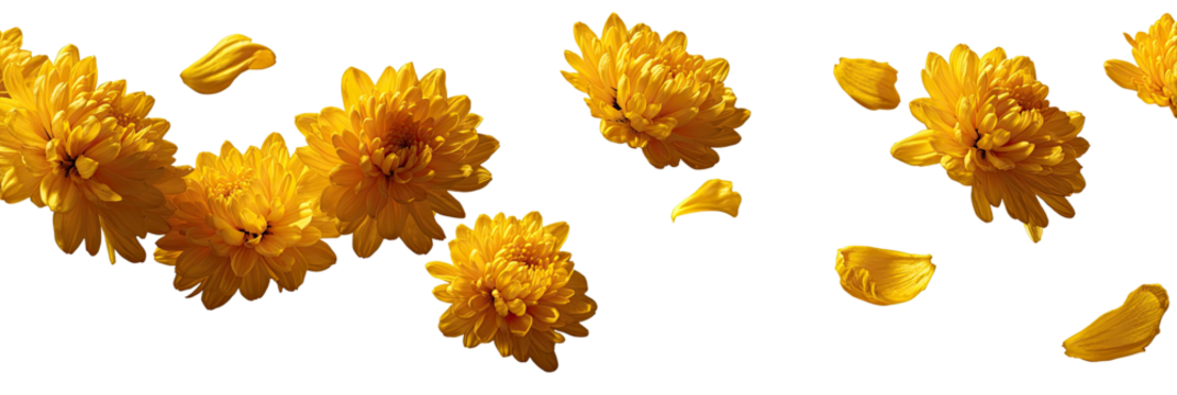 Bright yellow flowers and petals scattered against a black background.  Detailed close-up view of blossoms and falling petals