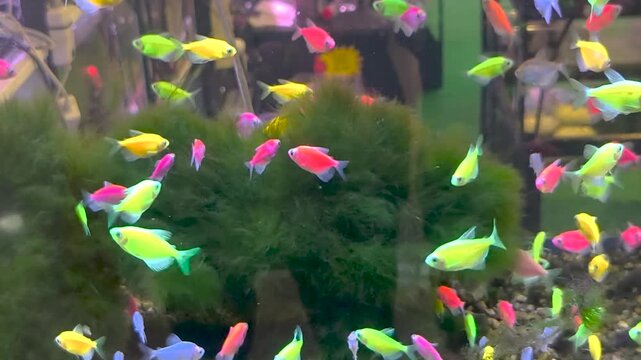 A variety of freshwater aquarium fish, including different types of mollies, gracefully swim and interact in a vibrant planted fish tank, showcasing a peaceful underwater ecosystem.