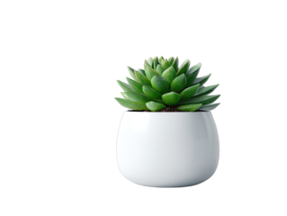 Succulent in white pot