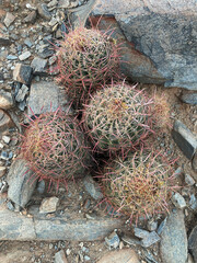 Fish hook barrel cactus Phoenix Mountains