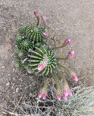 Outdoor view of an Easter Lily cactus plant with thirteen flowers