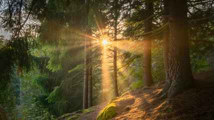 Obraz premium Golden sun rays beaming through the lush green trees of a serene forest at sunrise, casting a warm glow on the woodland floor.