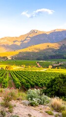 Fototapeta premium Scenic vineyard landscape with mountains at sunset