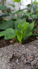 Photo of a young green plant with heartshaped leaves