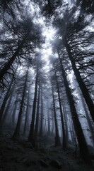 Fototapeta premium A forest scene is captured in a vertical composition with towering trees reaching towards a bright, overcast sky, creating a dramatic and atmospheric effect