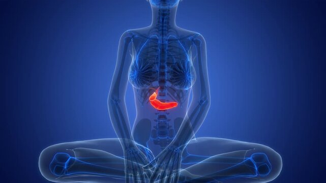 Human Internal Organs Pancreas with Gallbladder Anatomy Animation Concept