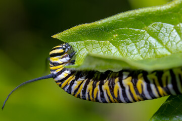 Monarch Caterpillar 