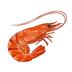 Shrimp vector