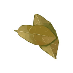 bay leaves vector