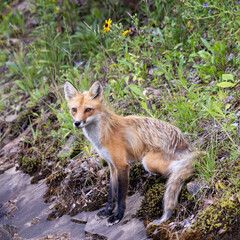 Bright eyed beautiful red fox Vulpes vulpes sitting on the rocks amongst some wildflowers in Algonquin Provincial Park Ontario Canada