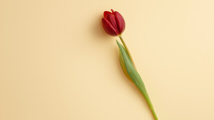 Fototapeta premium Elegant Single Tulip Flower against Beige Backdrop, Flat Lay Top View with Selective Focus, Soft Overhead Lighting