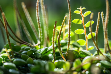 Closeup of blooming Peperomia Prostrata string of turtles houseplant at home, selective soft focus. 