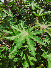 Bright green castor leaves under sunlight with vivid texture and star-like shape, surrounded by a dense cluster of foliage.