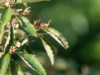 葉に向かって飛ぶオオスズメバチ