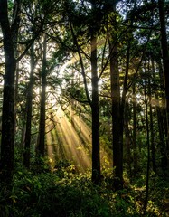 Obraz premium Sunlight filtering through a forest