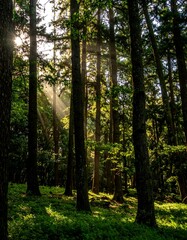 Fototapeta premium Sunlight filtering through forest canopy (1)