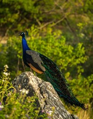Obraz premium Peacock on rock, vibrant plumage