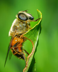 close-up of an insect standing on a green leaf