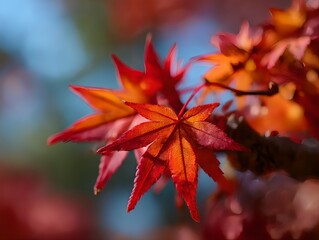 秋の光に照らされて輝く鮮やかなもみじの葉のクローズアップ｜紅葉,もみじ,葉,秋,赤,オレンジ,光,自然,クローズアップ