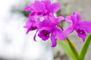 Cattleya or Cattleya lawrenceana, Sir Trevor Lawrences Cattleya or orchid or purple Cattleya