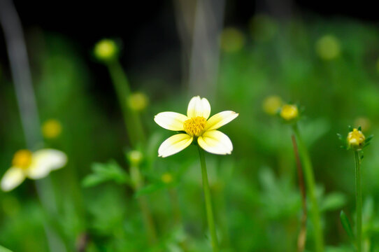Bidens alba , Butterfly needles or Common beggarticks or Hairy beggarticks or Romerillo or Shepherds needles or Spanish needles
