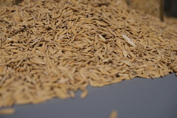 A detailed view of a pile of unprocessed rice grains still in their husks, freshly harvested and ready for milling.
