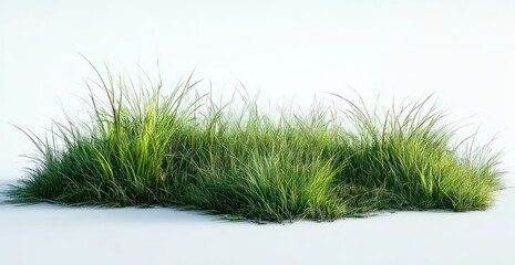 Fototapeta premium Clump of vibrant green grass with slender blades against a stark white background, illuminated with soft, natural light casting subtle shadows