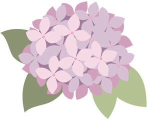 vector illustration of pink hydrangea