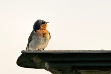 Welcome Swallow (Hirundo Neoxena)