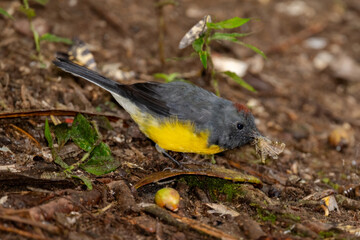 Slate-throated Redstart with Prey