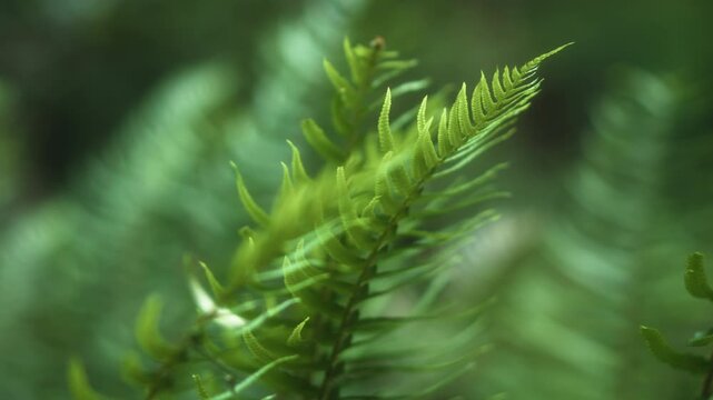 Close up of fern leaves growing in the forest