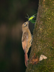 Strong-billed Woodcreeper with moth