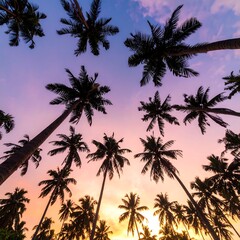 Palm trees silhouette at sunset
