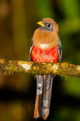 Female Masked Trogon on Branch