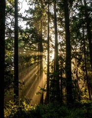 Sunlight streams through a dense forest (2)