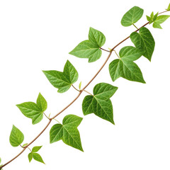 Fototapeta premium Slim green plant vine extending diagonally with multiple leaves, natural botanical element isolated on white background. PNG